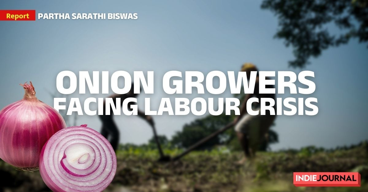 Onion farmers, Maharashtra, labour shortage