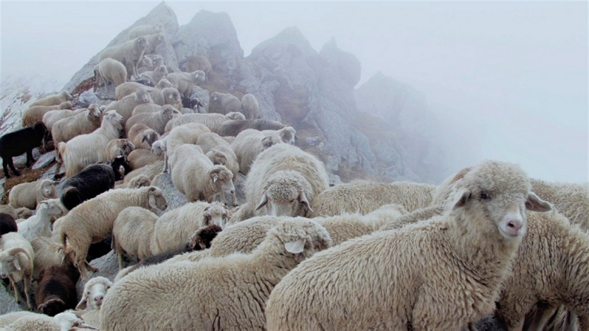 Stills from Gold laden sheep and sacred mountain