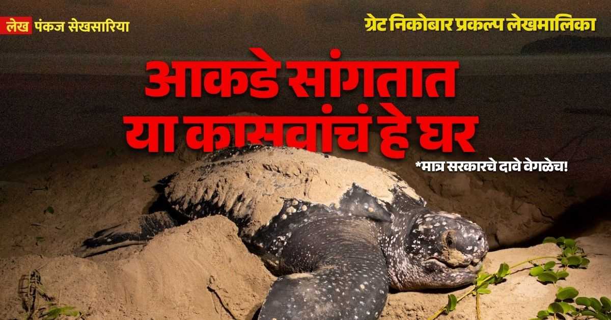 Nicobar islands, great nicobar project, pankaj sekhsaria, giant leatherback turtles, nesting